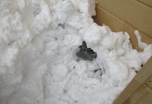 外壁の角付近に設置された給湯器の給排気口が、大量の雪に埋もれてほとんど塞がっている状態を近接で写した様子。雪が固まり、給排気口内部の金属部品がわずかに見えている。